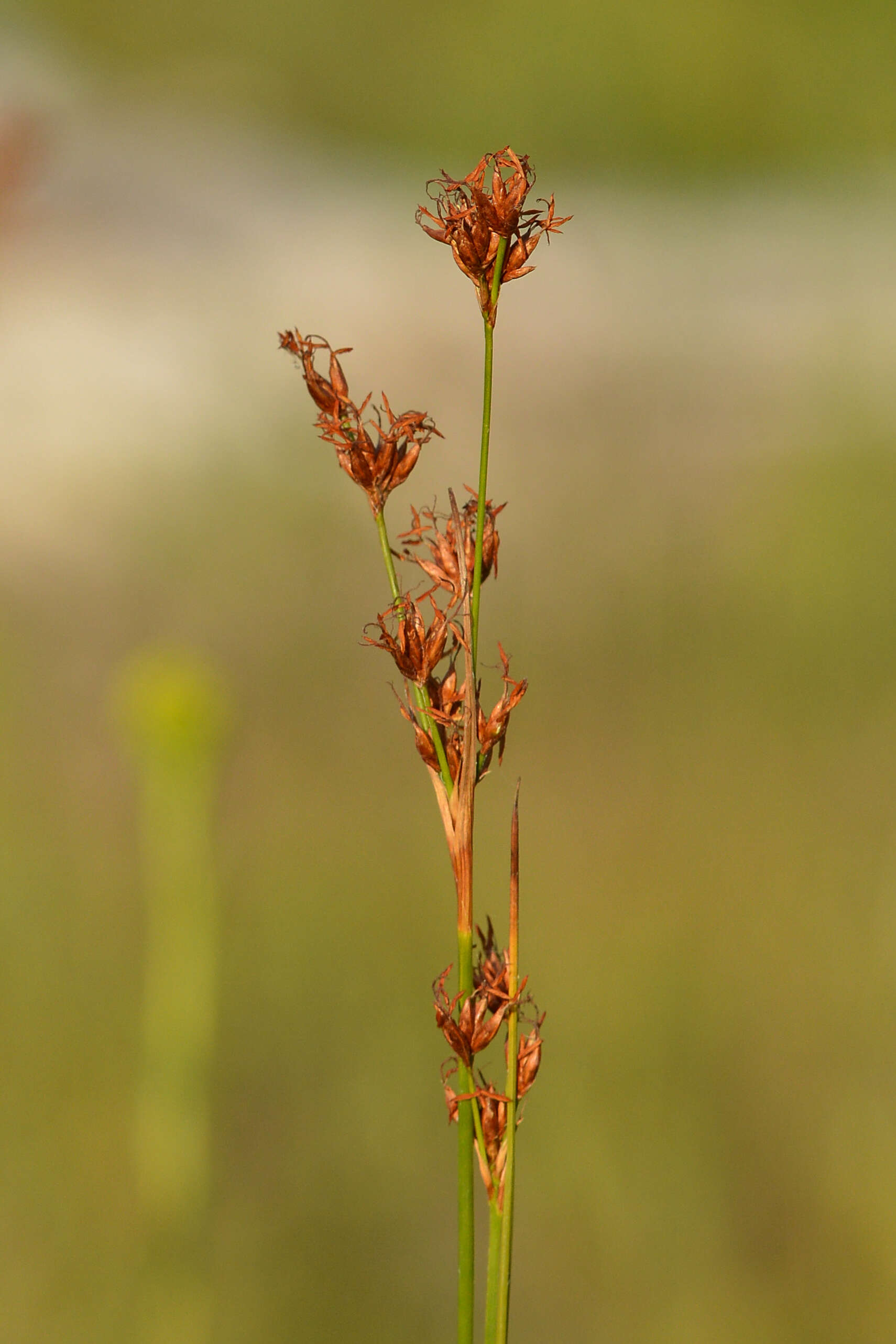 Image of Smooth sawgrass