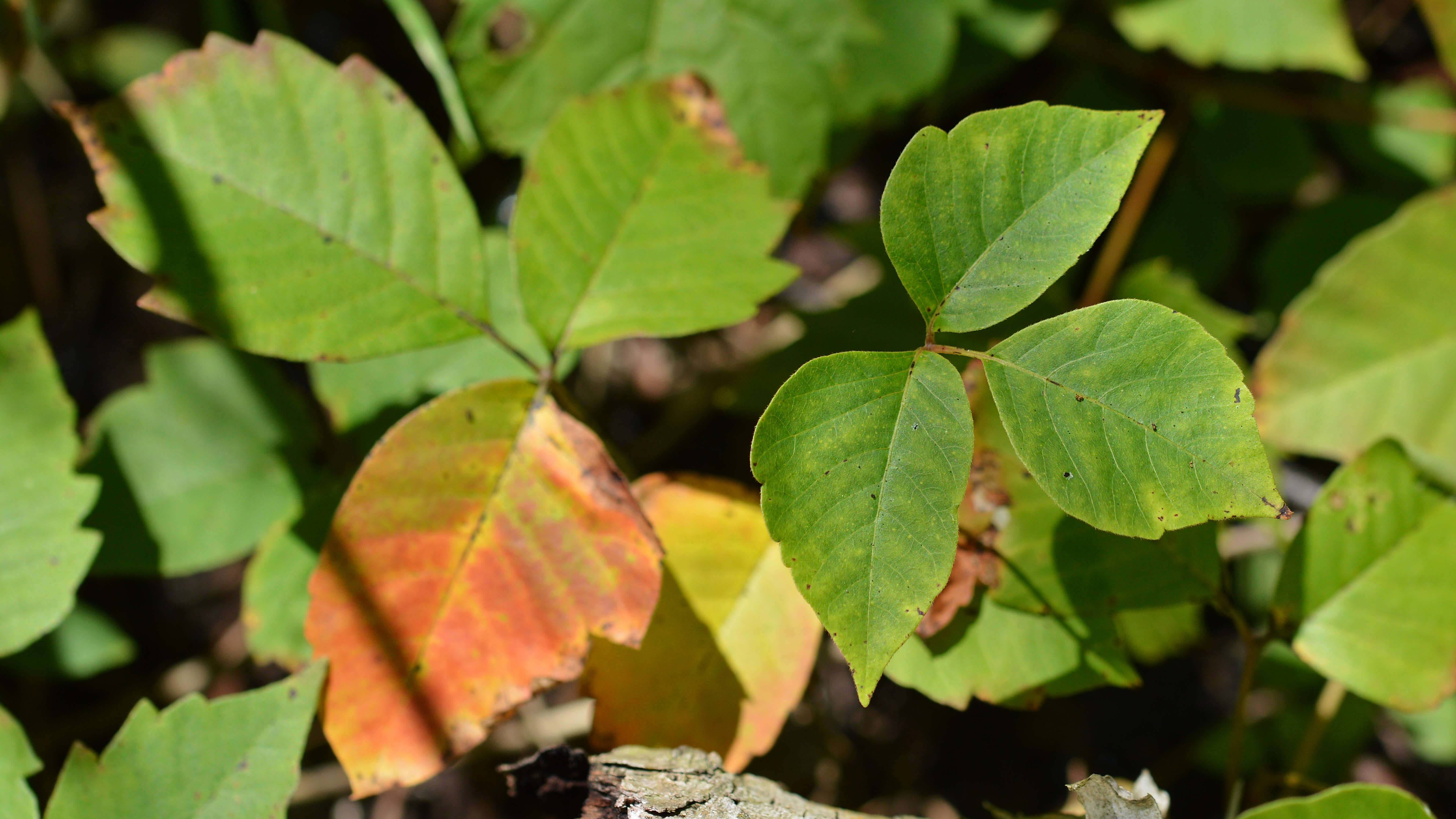 Sivun Toxicodendron rydbergii (Small ex Rydb.) Greene kuva