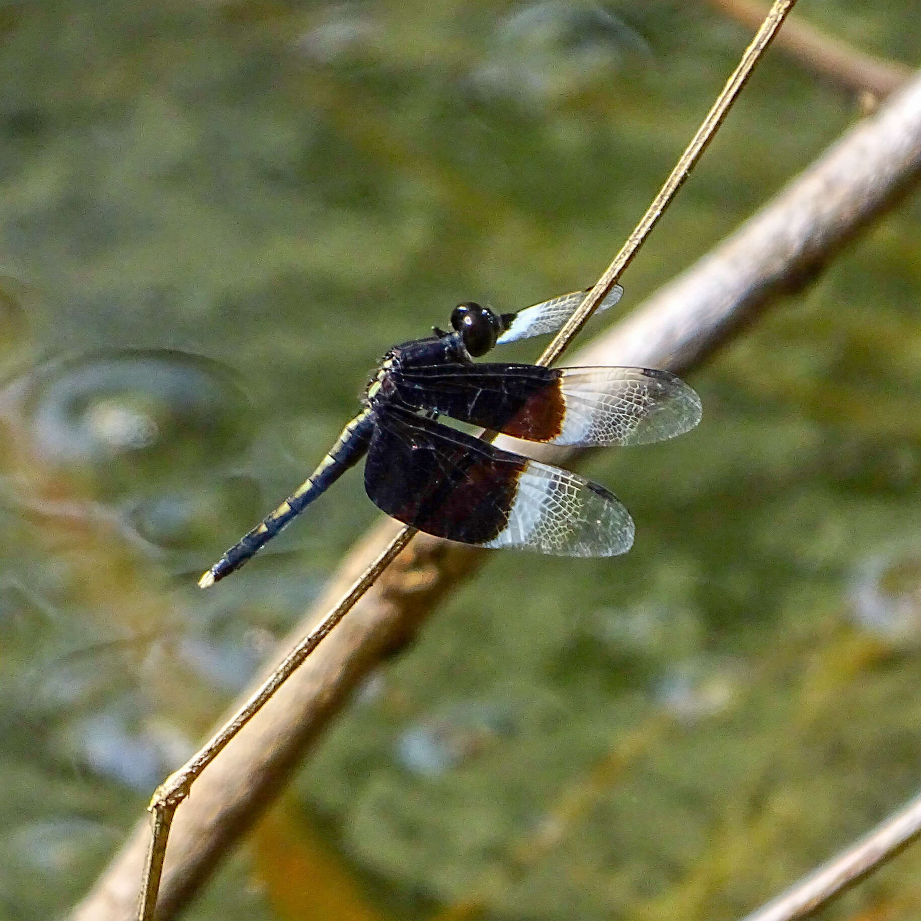 Image of Pied Paddy Skimmer