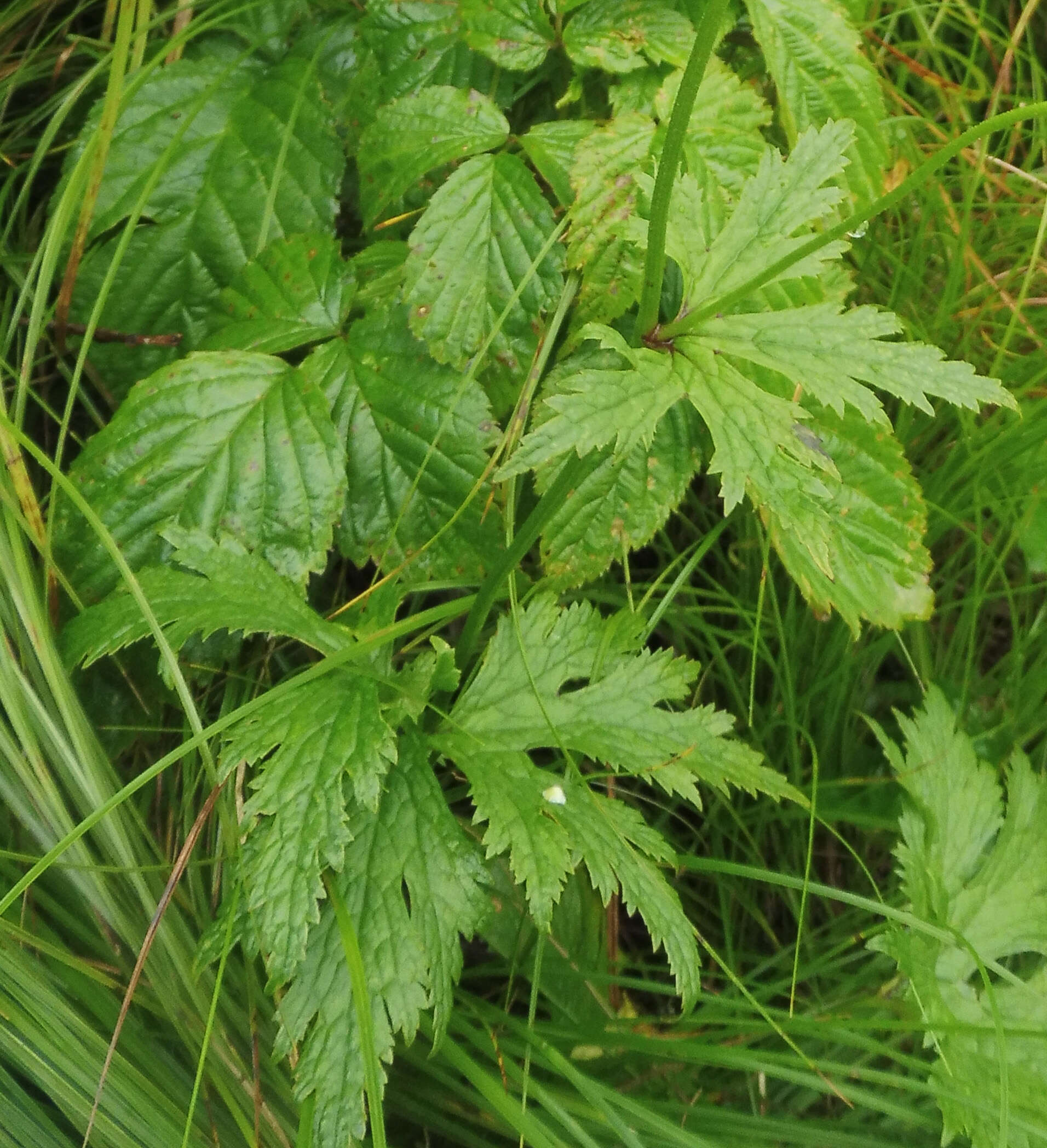 Image of bugbane