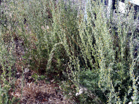 صورة Artemisia chamaemelifolia Vill.