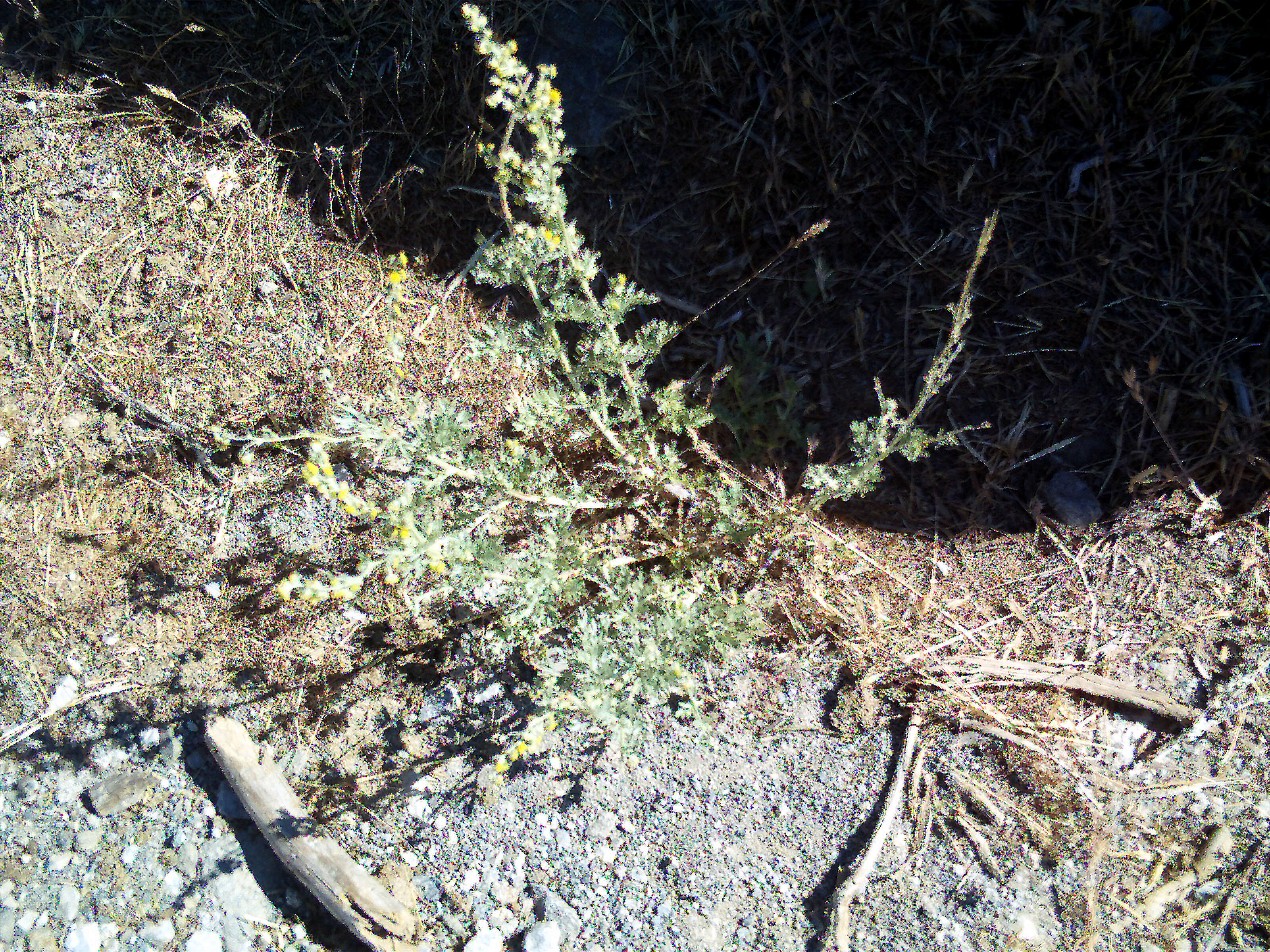 Image of Artemisia chamaemelifolia Vill.