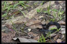 Image of Chinese Cobra