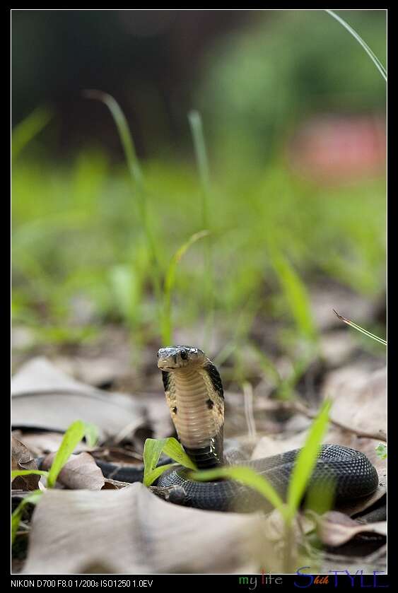 Image of Chinese Cobra