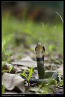 Image of Chinese Cobra