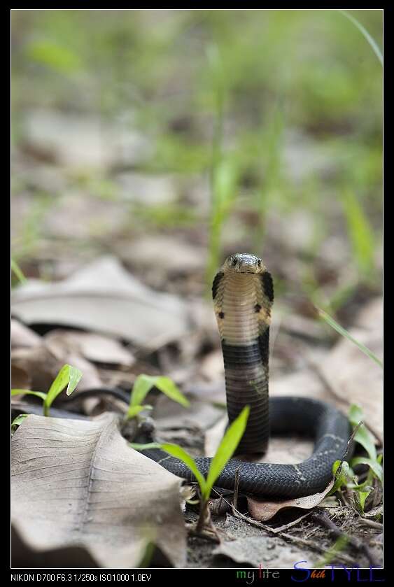 Image of Chinese Cobra