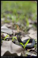 Image of Chinese Cobra