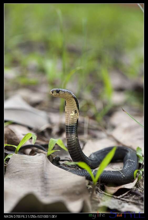 Image of Chinese Cobra