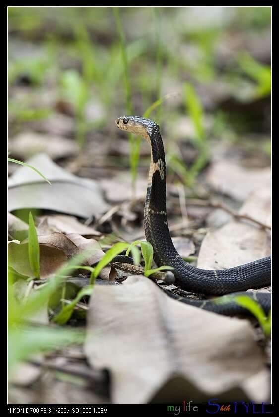 Image of Chinese Cobra