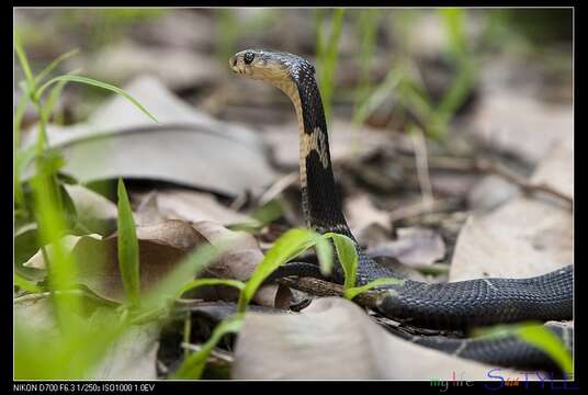 Image of Chinese Cobra