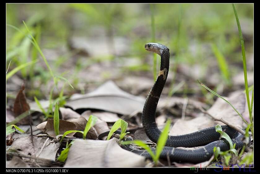 Image of Chinese Cobra