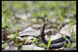 Image of Chinese Cobra