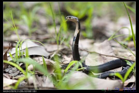 Image of Chinese Cobra