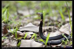 Image of Chinese Cobra