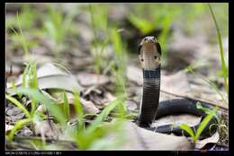 Image of Chinese Cobra