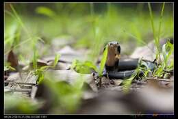 Image of Chinese Cobra