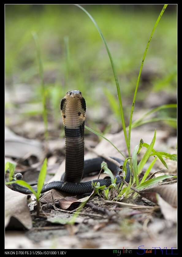 Image of Chinese Cobra