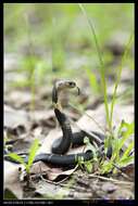 Image of Chinese Cobra