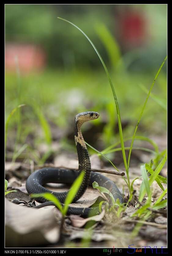 Image of Chinese Cobra