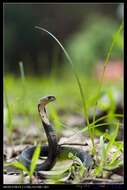 Image of Chinese Cobra