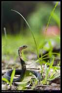 Image of Chinese Cobra