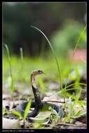 Image of Chinese Cobra