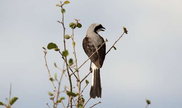 Image of Grey-backed Shrike