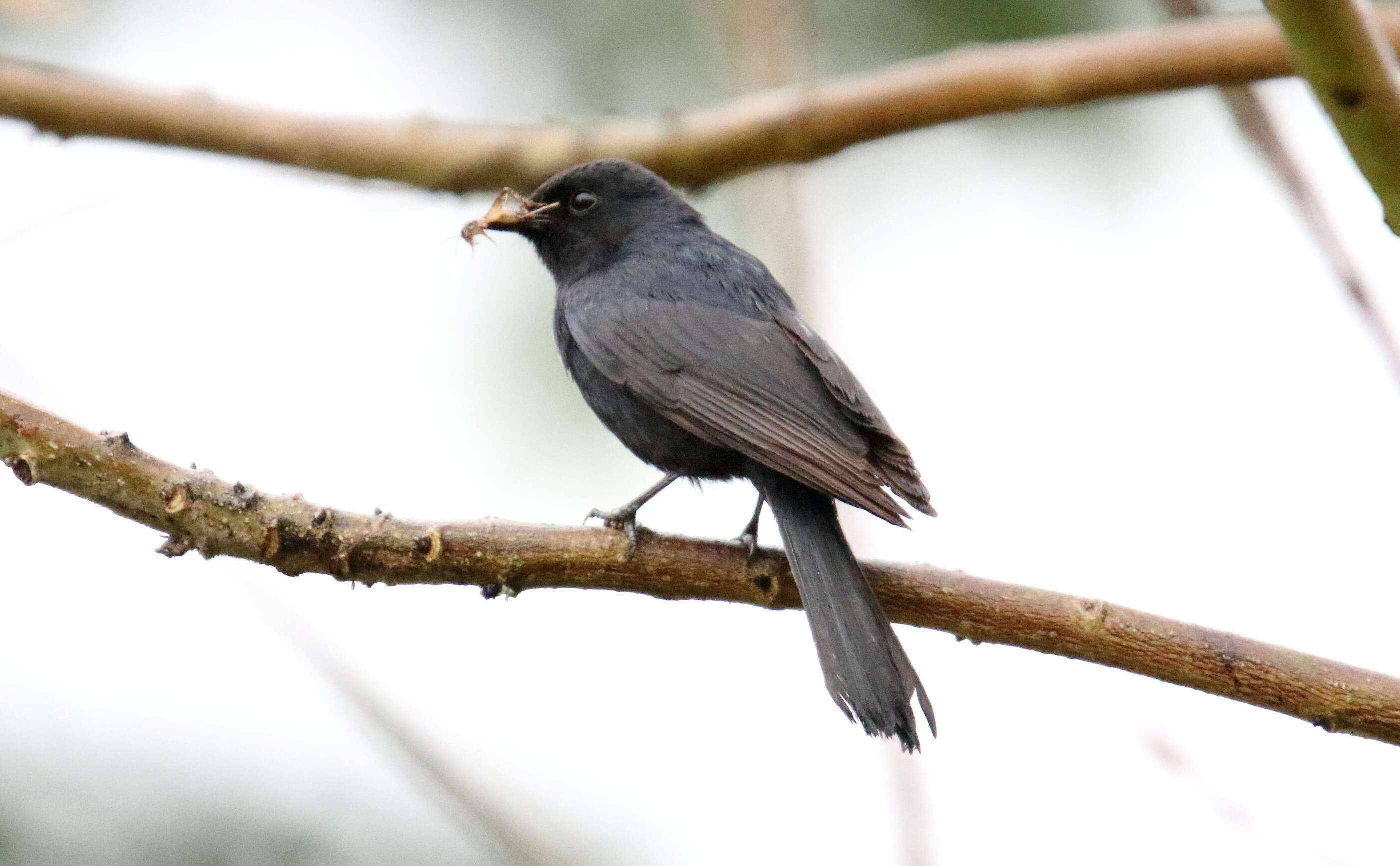 Melaenornis pammelaina (Stanley 1814) resmi