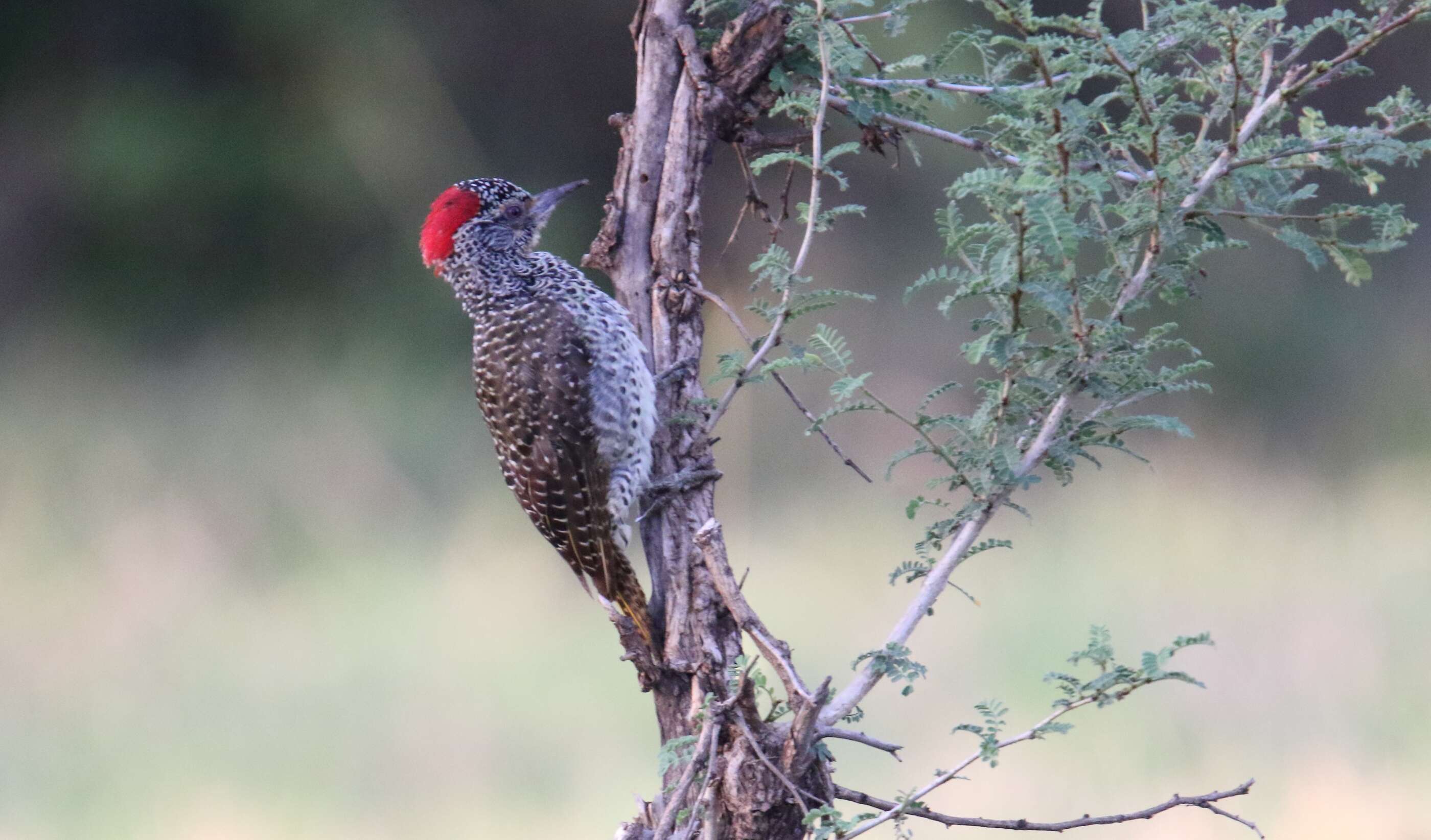 Image of Nubian Woodpecker