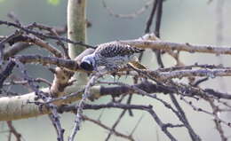 灰啄木鸟属的圖片