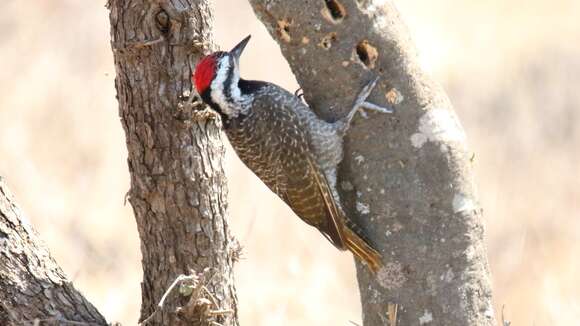 Image of Bearded Woodpecker