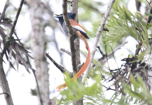 Image of African Paradise Flycatcher