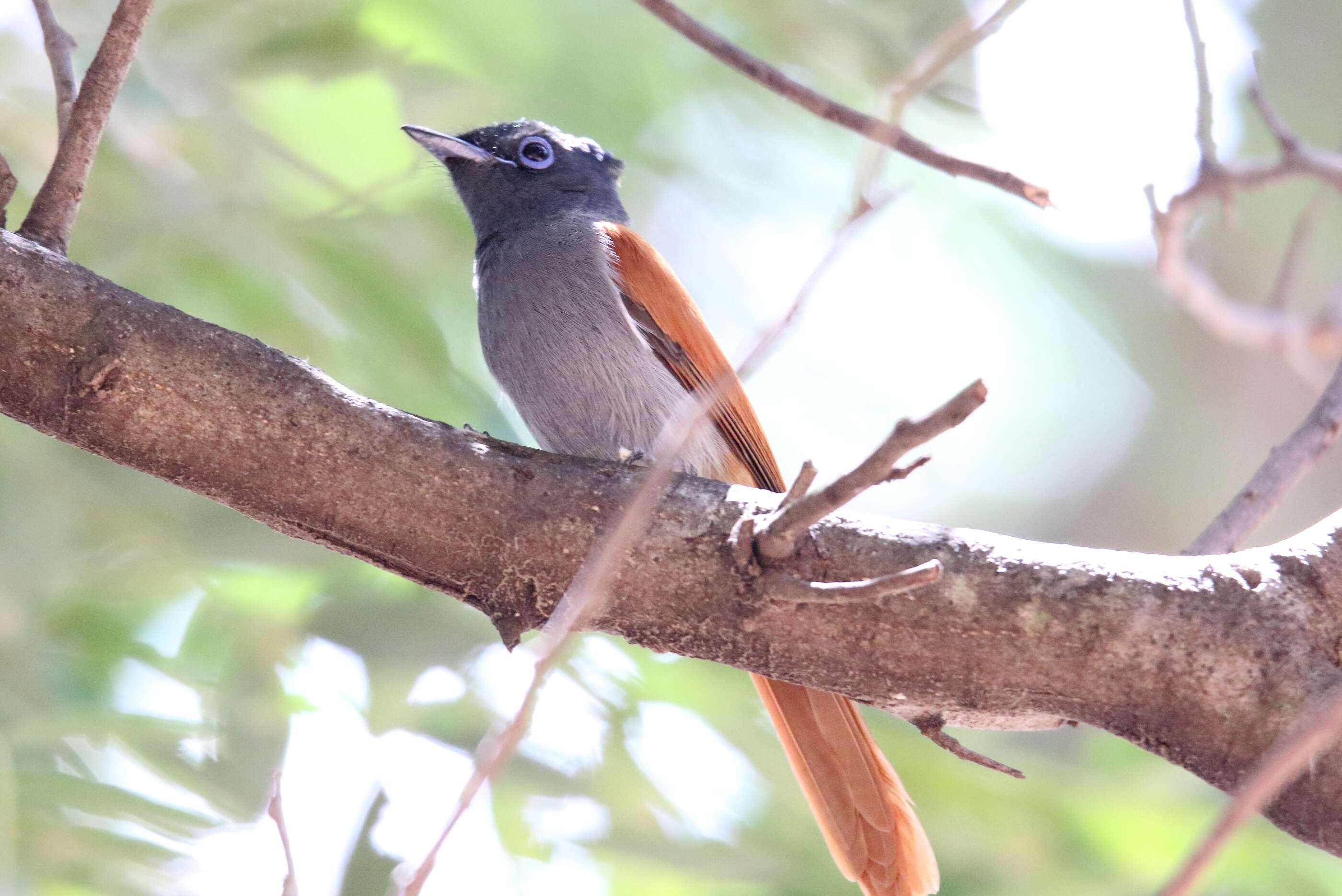 Image of African Paradise Flycatcher