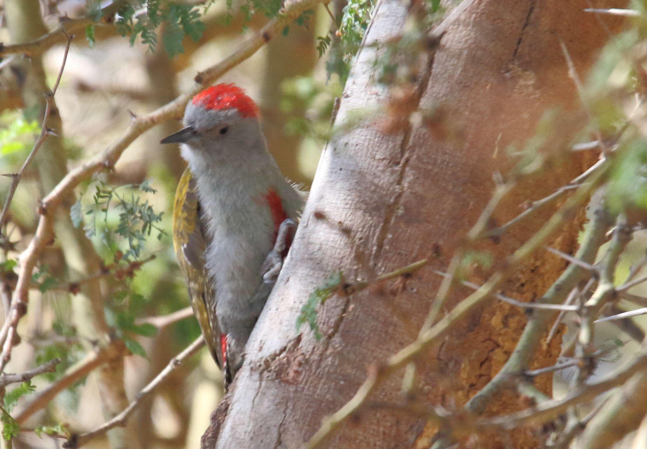 Image of African Grey Woodpecker