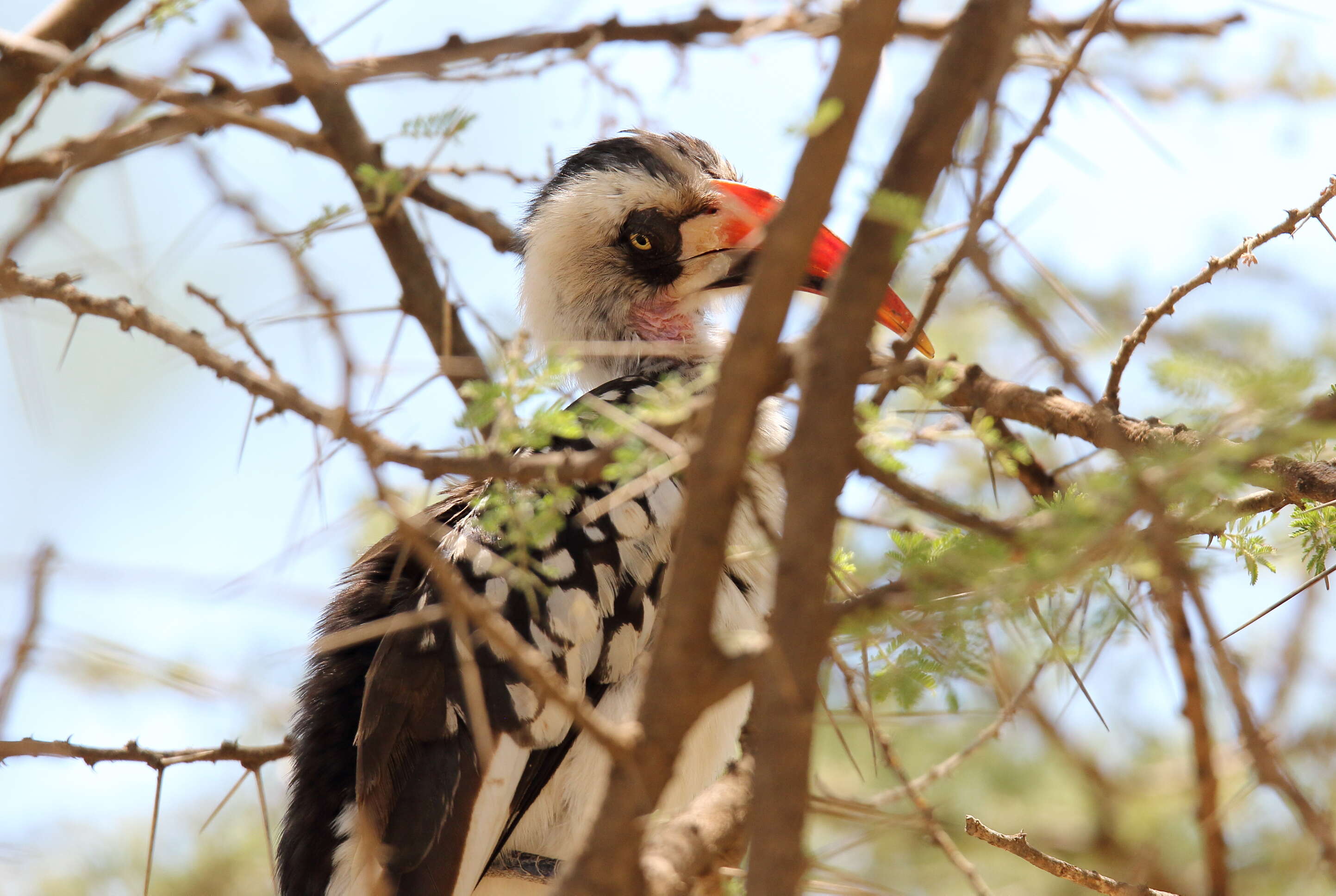 Image of Tanzanian Red-billed Hornbill