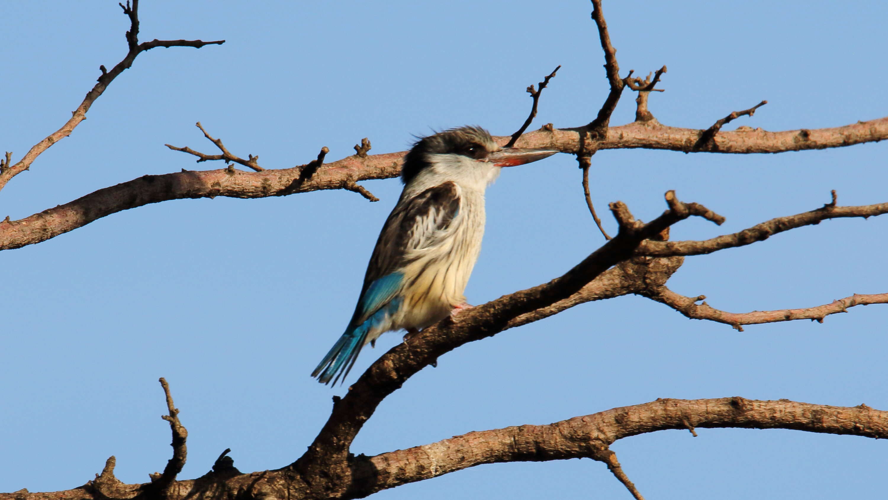 Image of Striped Kingfisher