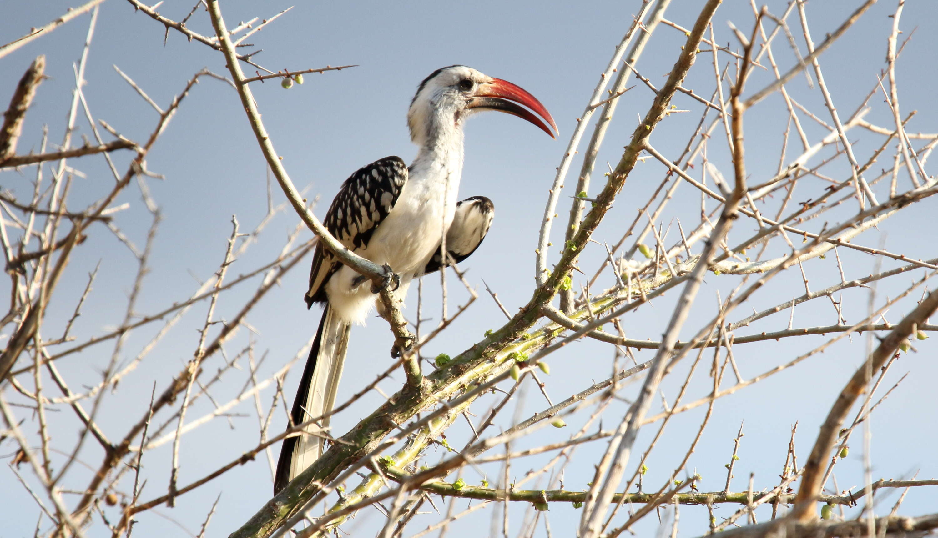 Image of Northern Red-billed Hornbill