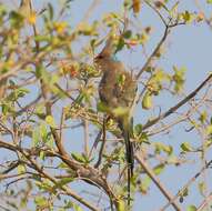 Urocolius macrourus (Linnaeus 1766) resmi