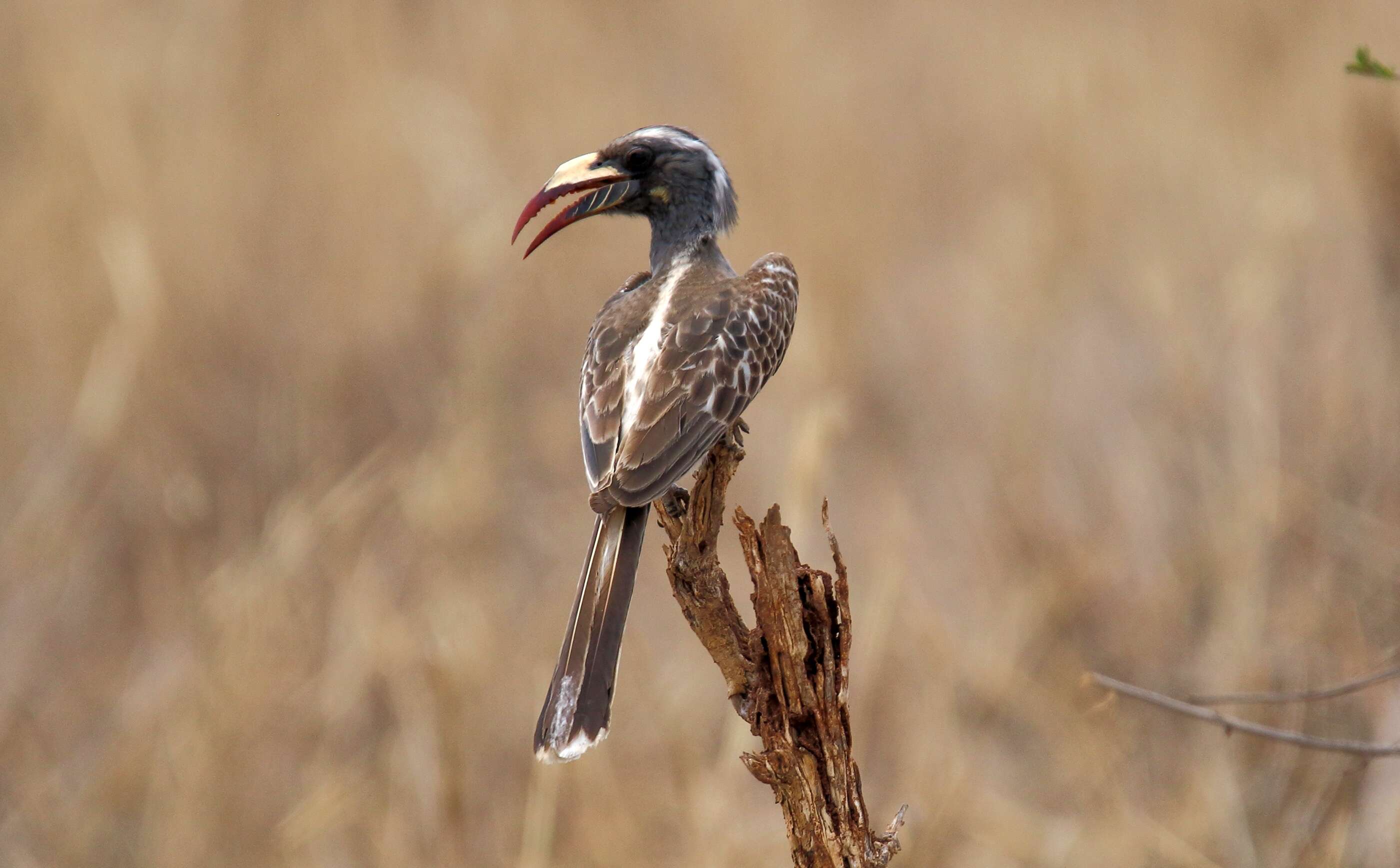 Image of African Grey Hornbill