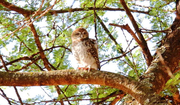 Image of Pearl-spotted Owlet