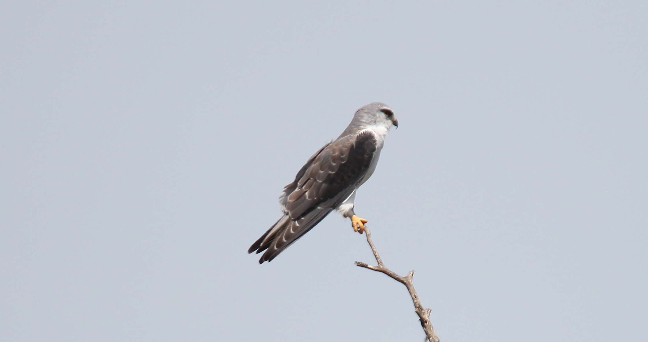 Image of Black-shouldered Kite