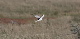 Image of Pallid Harrier