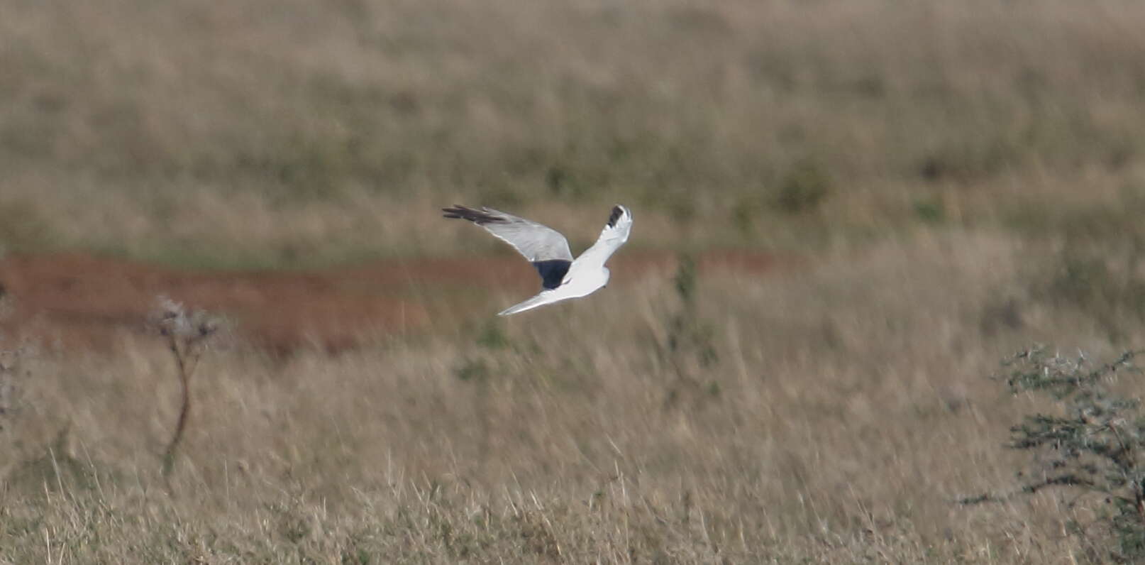 Image of Pallid Harrier