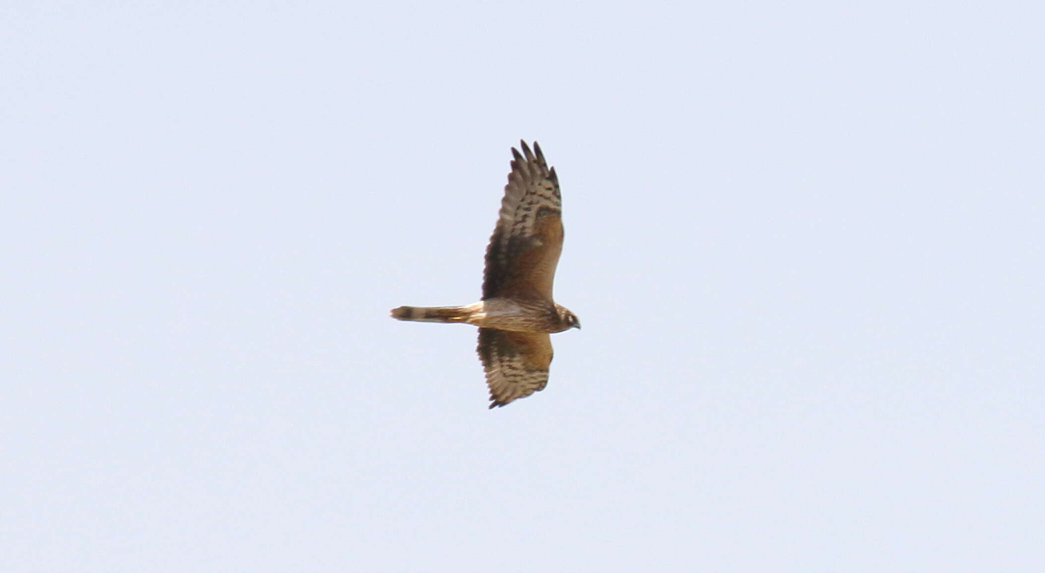 Image of Pallid Harrier