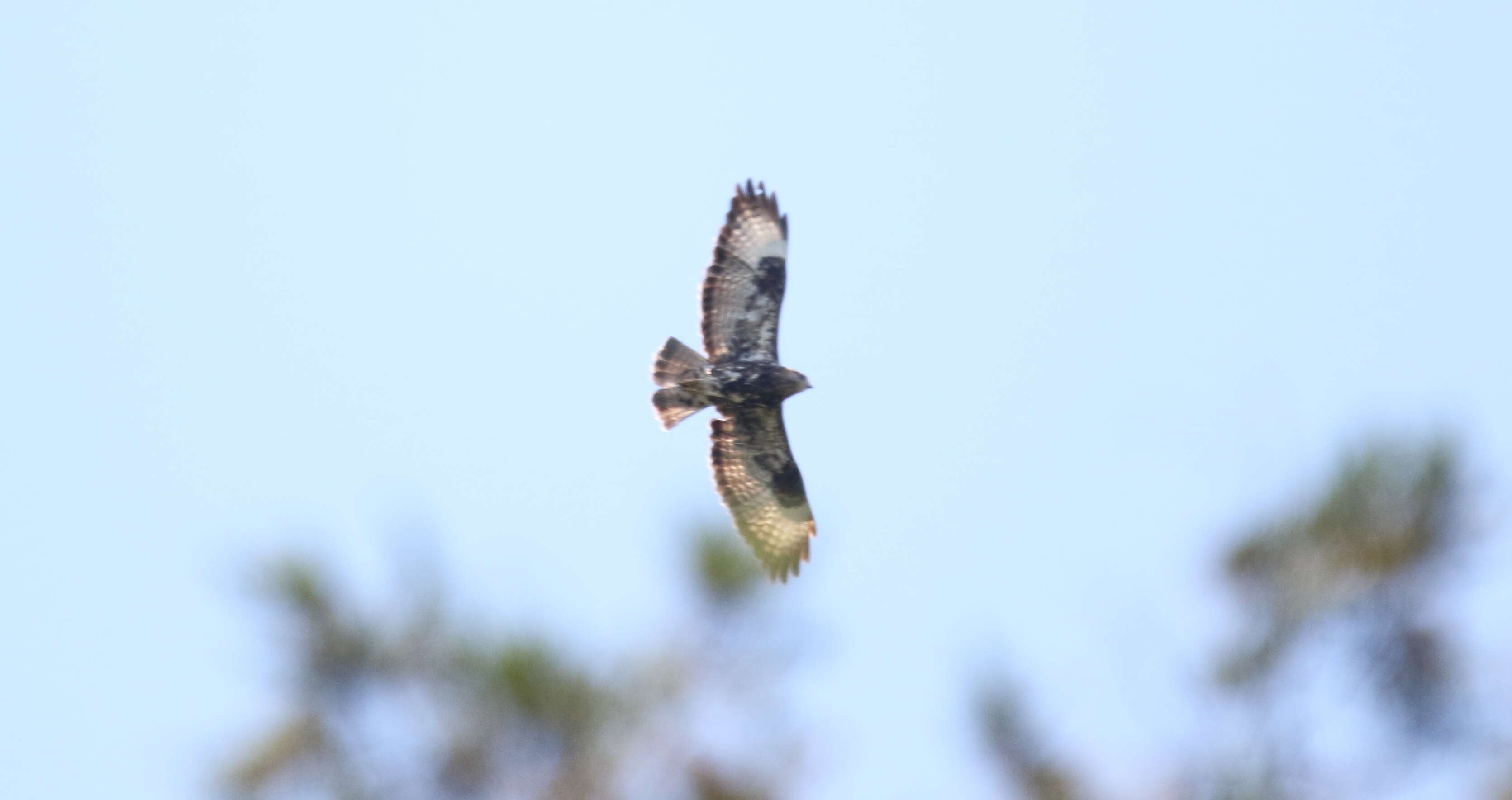 Image of Mountain Buzzard