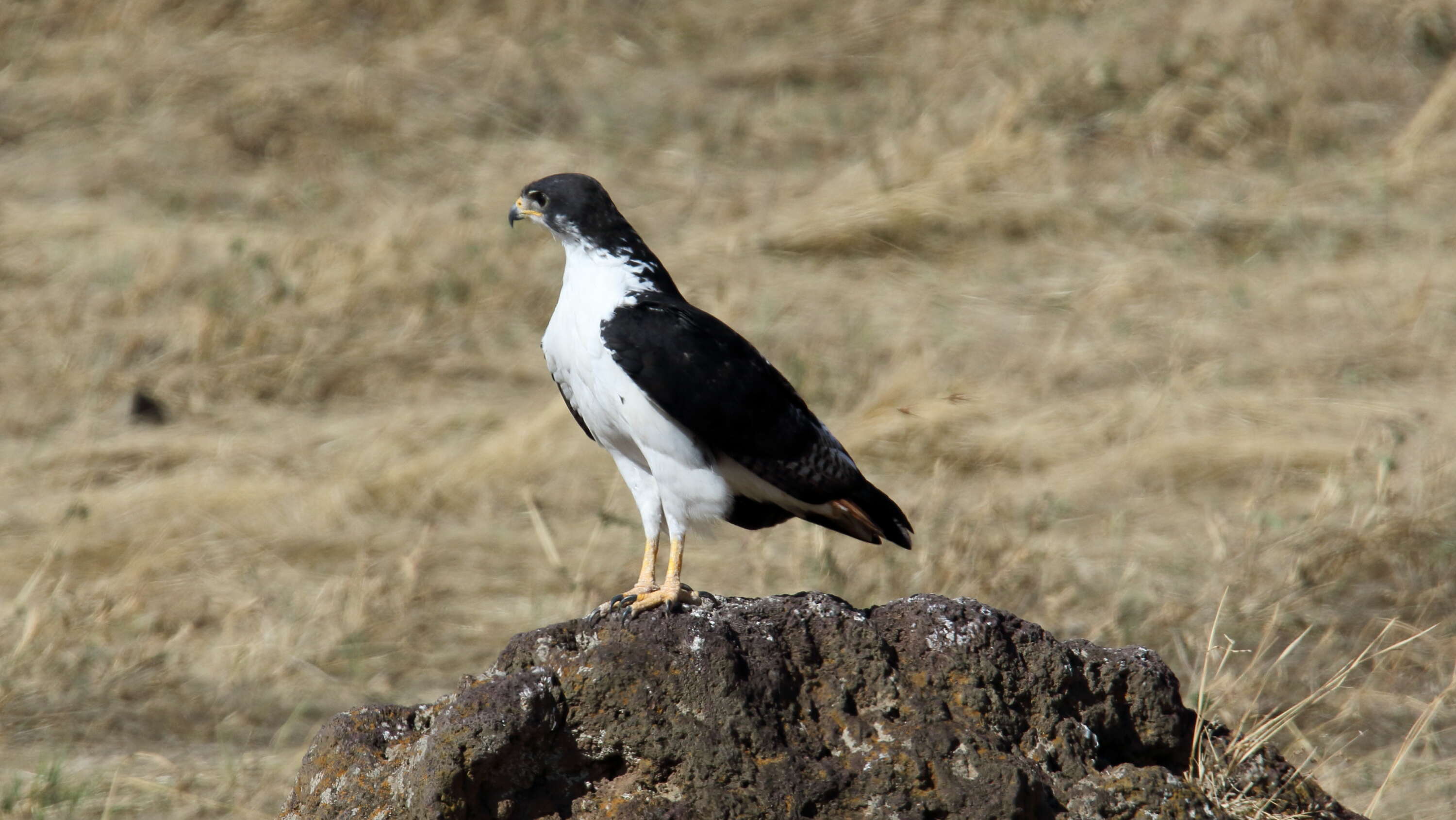 Imagem de Buteo augur (Rüppell 1836)