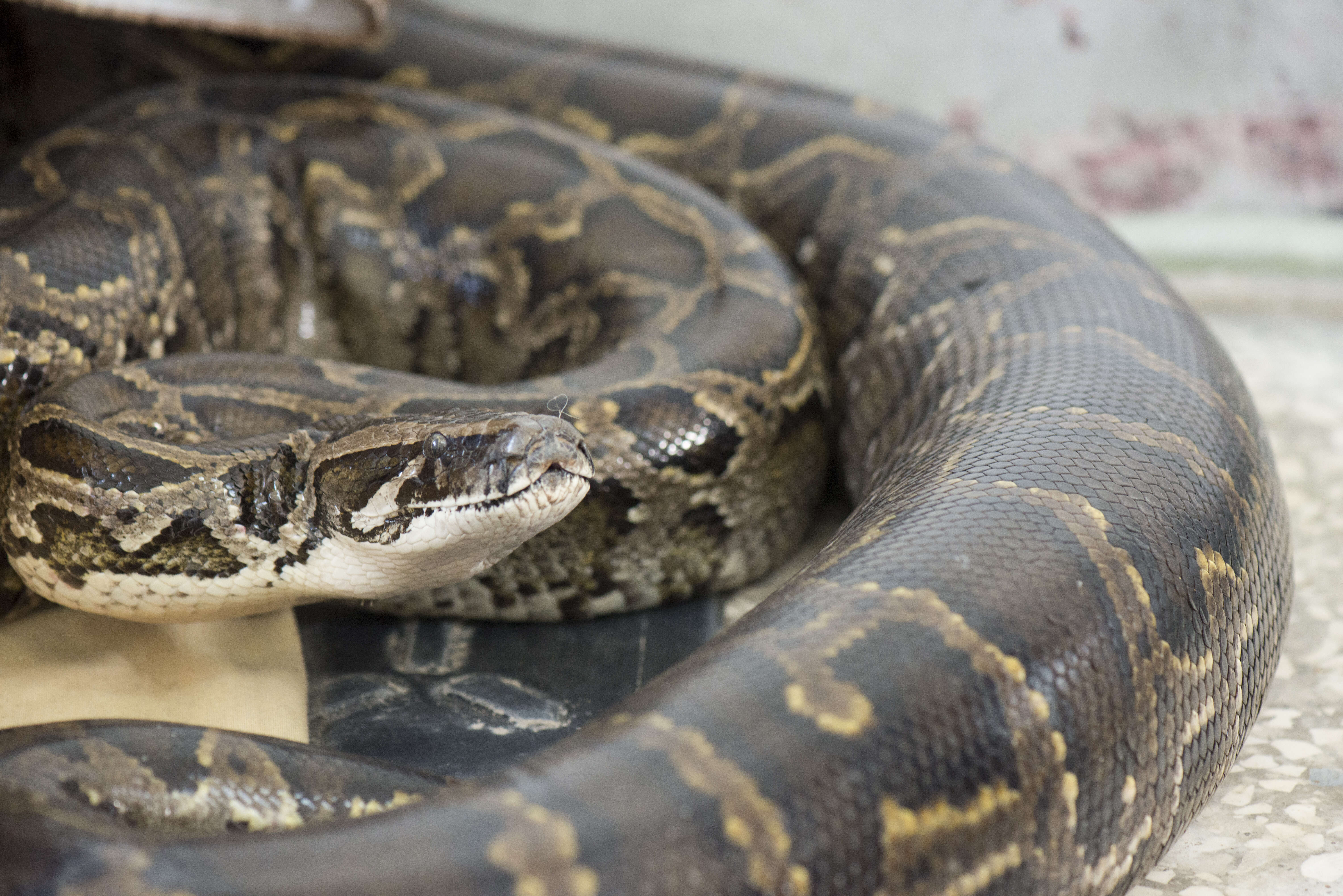 Python bivittatus Kuhl 1820 resmi