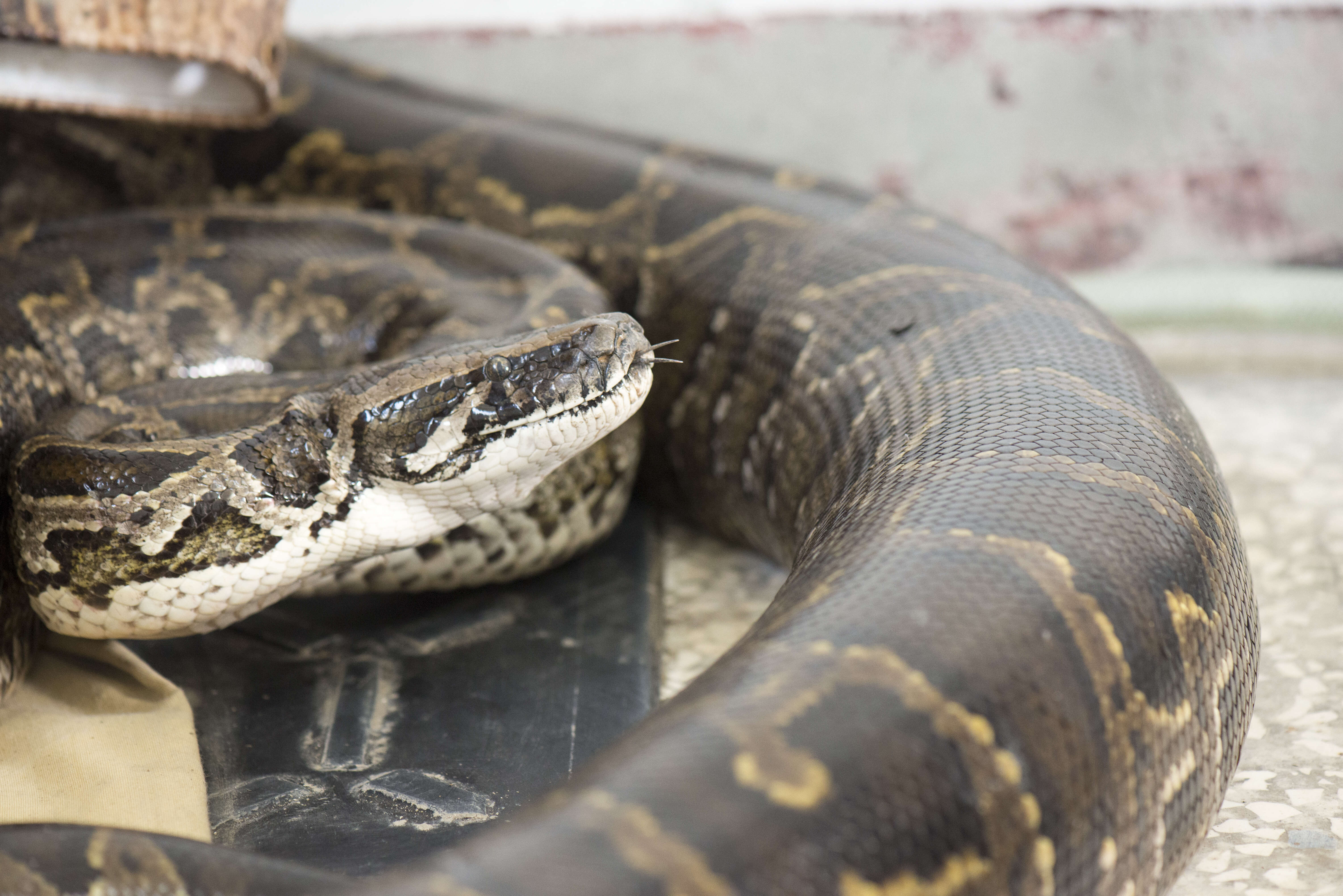 Image of Burmese python