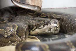 Image of Burmese python