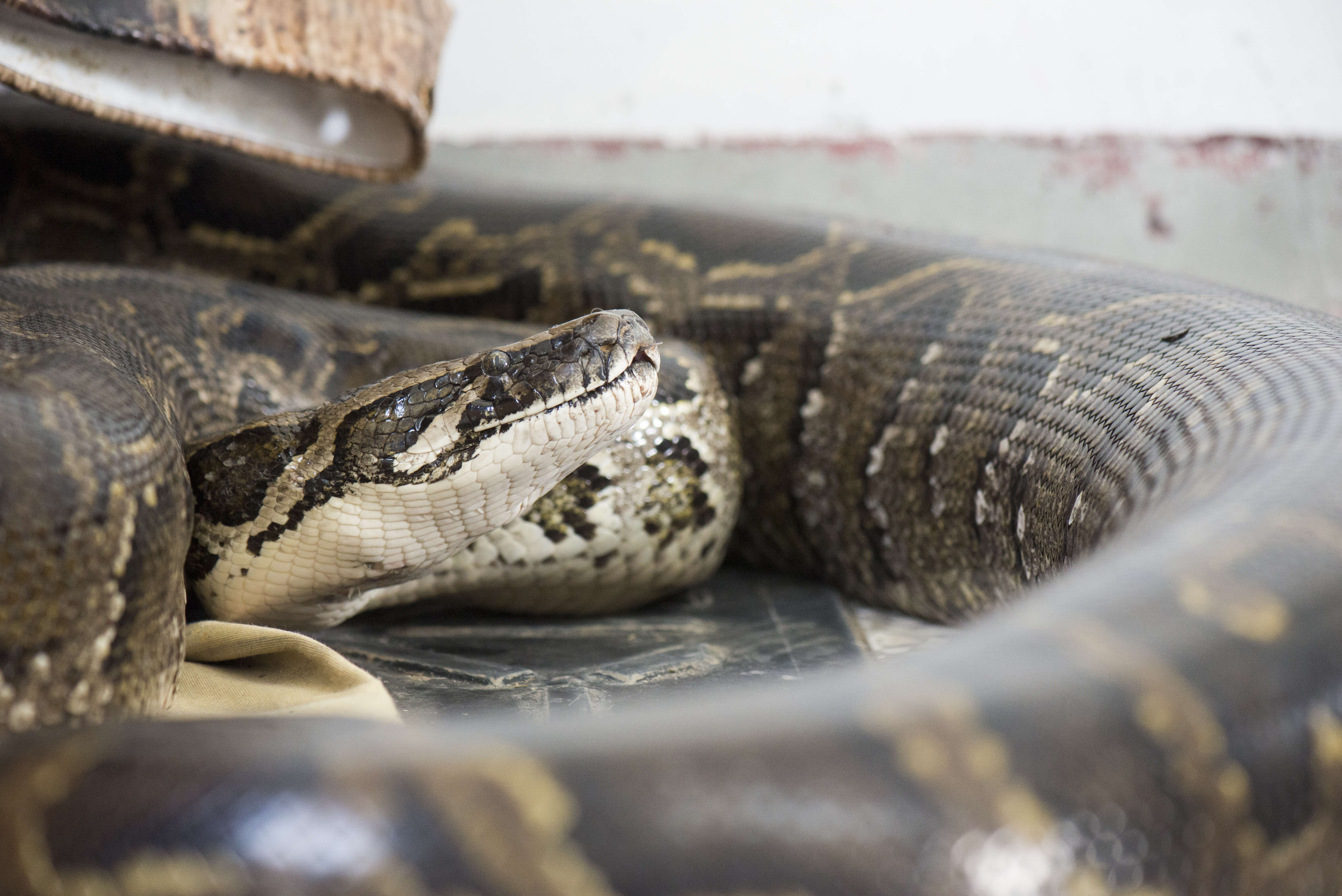 Image of Burmese python